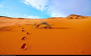 desert